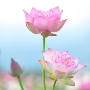 What is Tantra? - Half-Day Course - 18 Apr